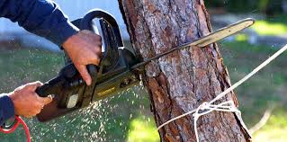 How Our Tree Care Process Works  in Arlington, TX